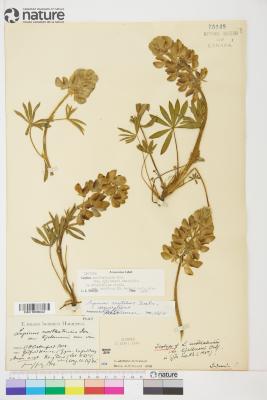 Lupinus arcticus