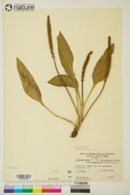 Plantago L.