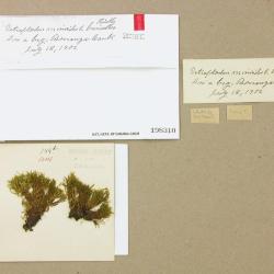 Tetraplodon mnioides