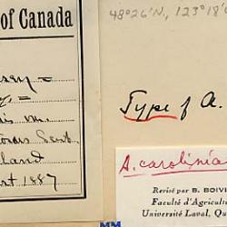 Alopecurus carolinianus