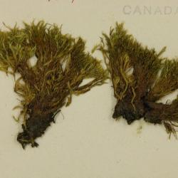 Tetraplodon mnioides