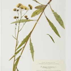 Hieracium floccimarginatum