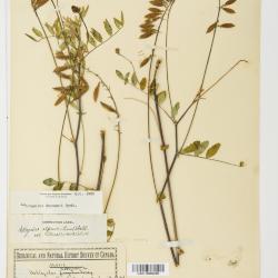 Astragalus robbinsii