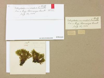 Tetraplodon mnioides