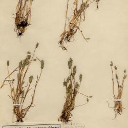 Alopecurus carolinianus