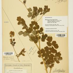 Thalictrum pubescens