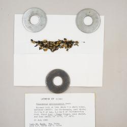 Omphalodina opiniconensis