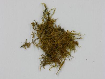 Cratoneuron filicinum