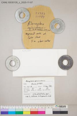 Omphalodina opiniconensis