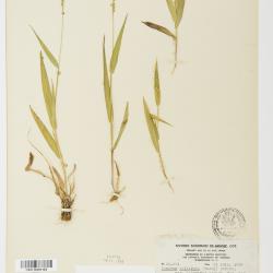 Dichanthelium leibergii