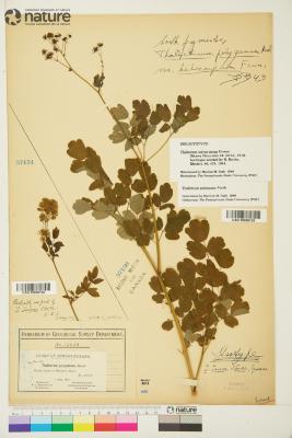 Thalictrum pubescens