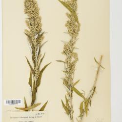 Artemisia ludoviciana