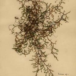 Selaginella P.Beauv.