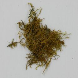 Cratoneuron filicinum