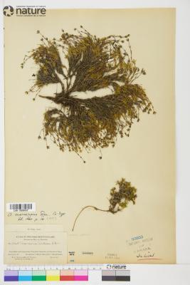 Cherleria marcescens