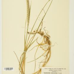 ?˘ Elyhordeum Mansfeld ex Tsitsin & K.A.Petrova