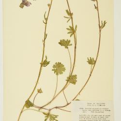 Sidalcea sparsifolia