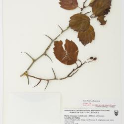 Crataegus enderbyensis