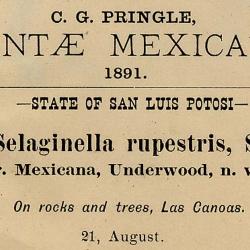 Selaginella P.Beauv.