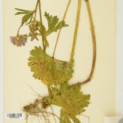 Sidalcea A.Gray ex Benth.