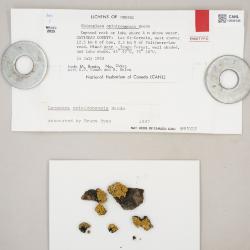 Omphalodina opiniconensis