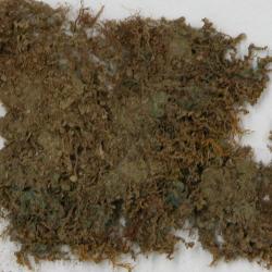 Solenostoma hattorianum