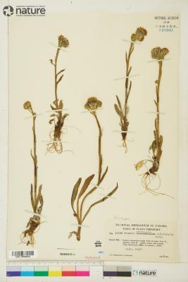 Tephroseris yukonensis