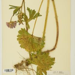 Sidalcea A.Gray ex Benth.