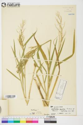 Leptochloa P.Beauv.