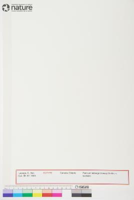 Dichanthelium leibergii