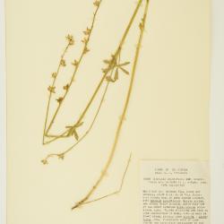 Sidalcea sparsifolia