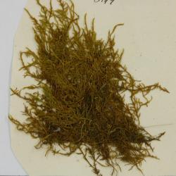 Cratoneuron filicinum