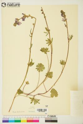 Sidalcea sparsifolia