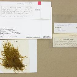 Cratoneuron filicinum