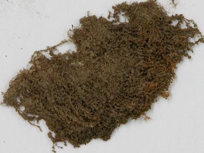 Solenostoma hattorianum