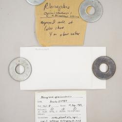 Omphalodina opiniconensis