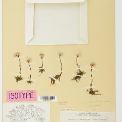 Antennaria nordhagiana