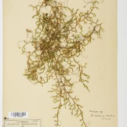 Selaginella P.Beauv.