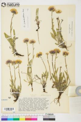 Erigeron porsildii