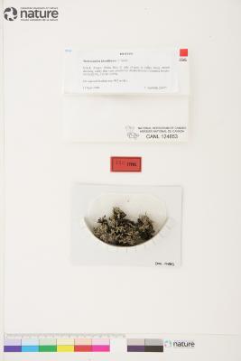 Stereocaulon klondikense