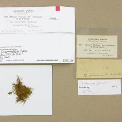 Cratoneuron filicinum