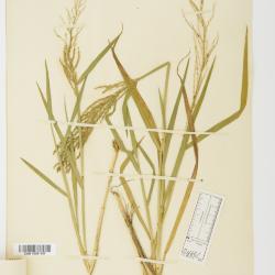Leptochloa P.Beauv.
