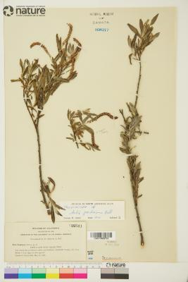 Salix sessilifolia