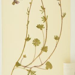 Sidalcea sparsifolia