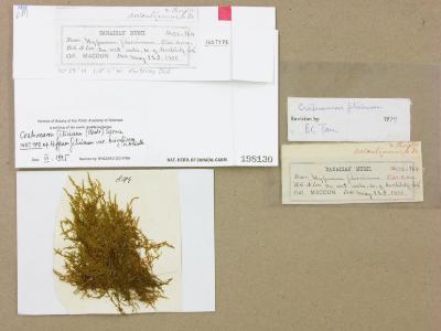 Cratoneuron filicinum