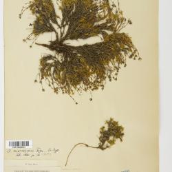 Cherleria marcescens