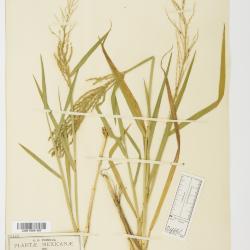 Leptochloa P.Beauv.