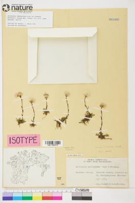 Antennaria nordhagiana