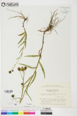 Hieracium umbellatum