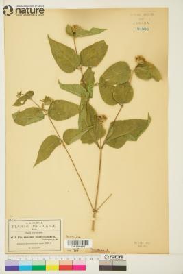 Perymenium macrocephalum